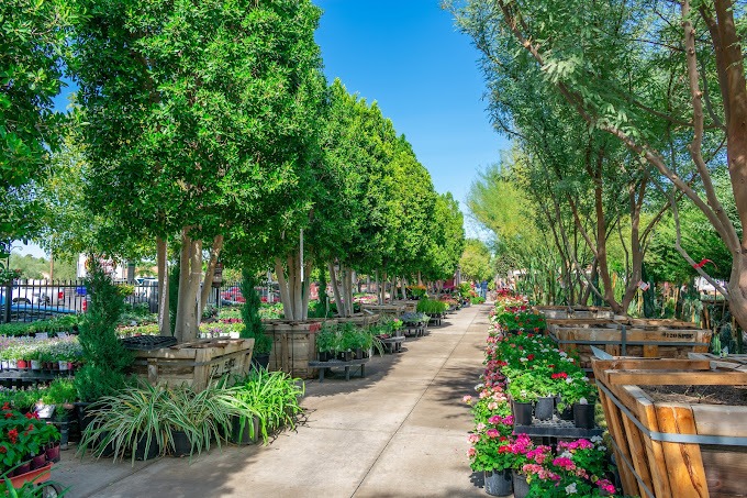 Tatum Nursery – 2019